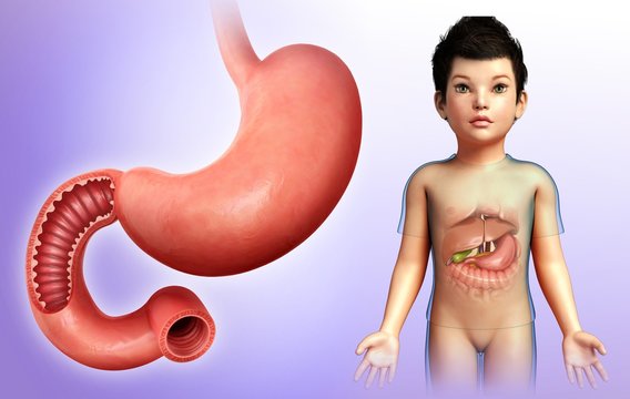 Child's stomach and duodenum, illustration