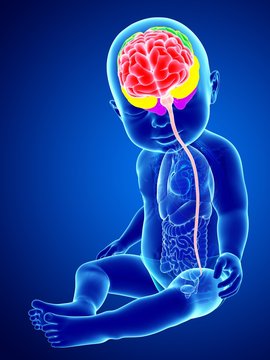 Illustration of a baby's brain regions and spinal cord