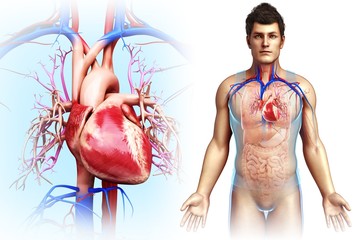 Illustration of a man's heart against a white background