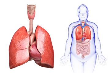 Illustration of man's heart and lungs against a white background