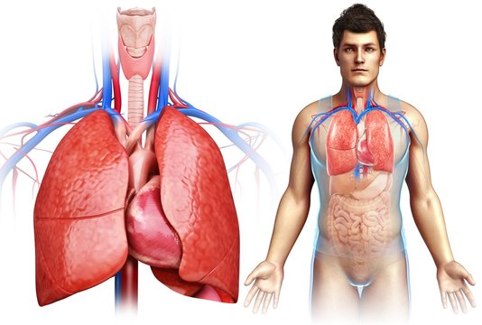Male heart and lungs, illustration