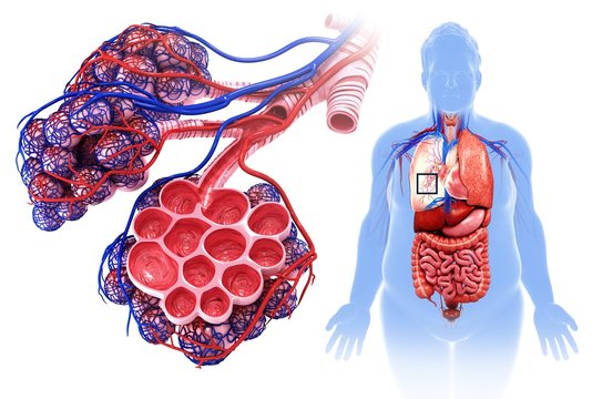Male alveoli and capillaries, illustration
