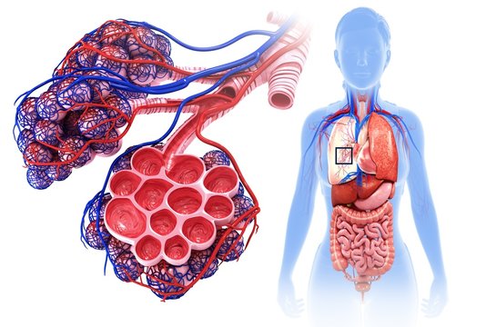 Female alveoli and capillaries, illustration