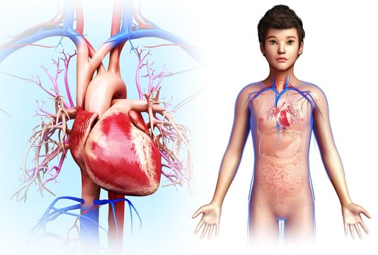 Illustration of boy's heart against a white background