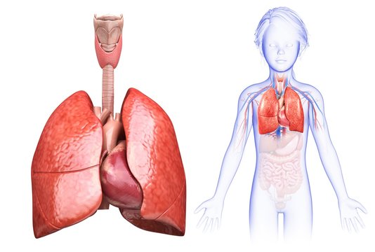 Illustration of girl's heart and lungs against a white background
