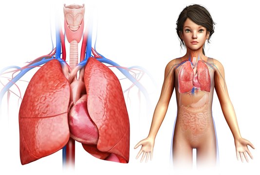 Child's heart and lungs, illustration