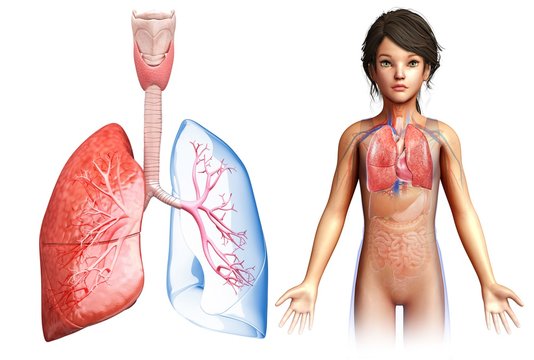 Child's lung anatomy, illustration