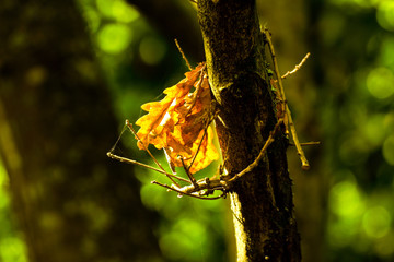 Autumn brown leafs