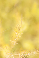Obraz premium Dried asparagus plant 