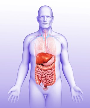Male digestive system, illustration