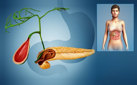 Female pancreas and gallbladder, illustration