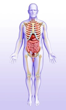 Male skeletal system and body organs, illustration