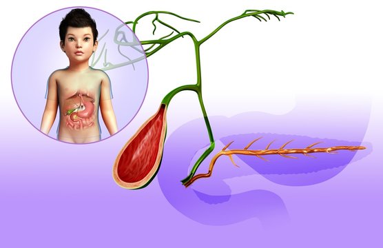 Pancreatic ducts and gallbladder, illustration