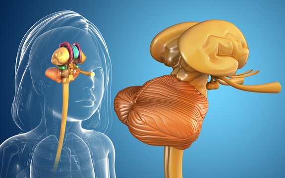 Illustration of child's brain structure