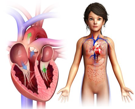 Illustration of girl's heart against a white background