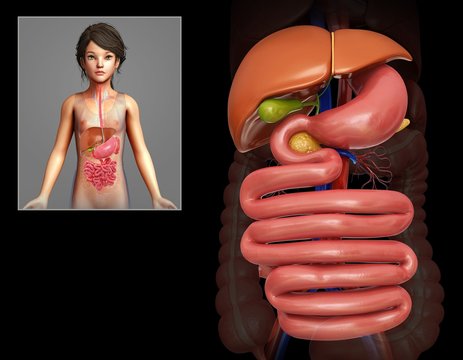 Child's digestive system, illustration