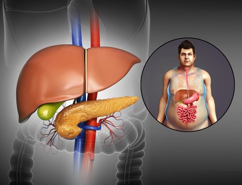 Male liver and pancreas, illustration