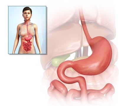 Female stomach and duodenum, illustration