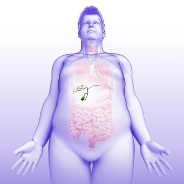 Male gallbladder, illustration