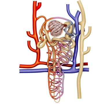 Nephron structure in a kidney, illustration