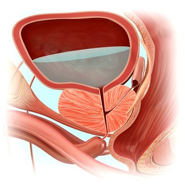 Male bladder anatomy, illustration