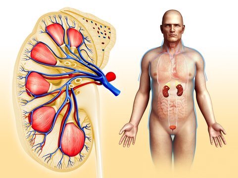 Male kidney anatomy, illustration