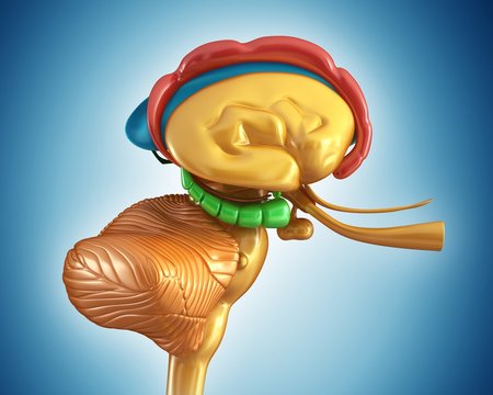 Illustration of human brain structure