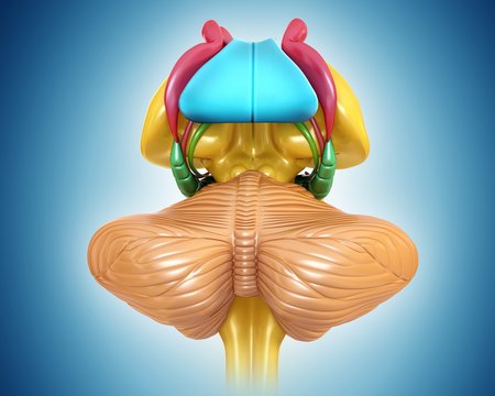 Illustration of human brain structure