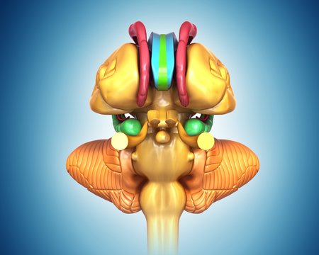 Illustration of human brain structure