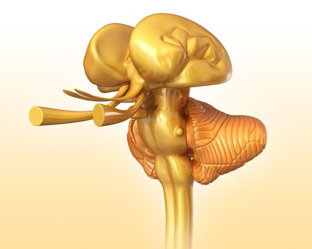 Illustration of human brain structure