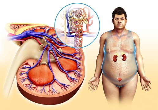 Male kidney and nephron anatomy, illustration