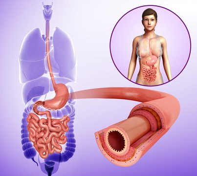 Female small intestine layers, illustration
