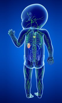 Baby's Lymphatic System, Illustration