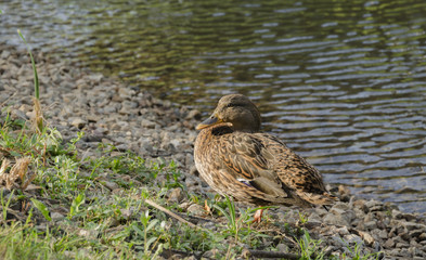 wild duck on the lake shore