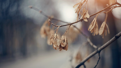 Dry branches of an ash-tree