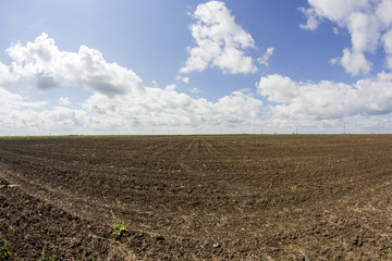 Rural landscape with white and grey clouds and wheat field. Fisheye lens effect
