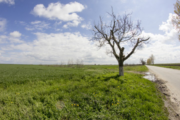 Fototapeta na wymiar Rural landscape with white and grey clouds and wheat field. Fisheye lens effect 