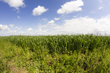 Rural landscape with white and grey clouds and wheat field. Fisheye lens effect
