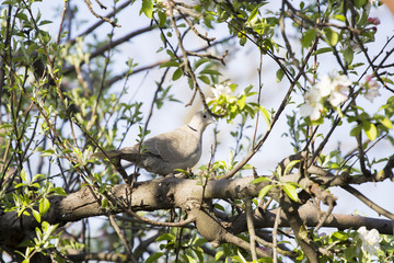 Mourning Doves (Zenaida macroura) on locust tree branch
