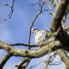 Mourning Doves (Zenaida macroura) on locust tree branch
