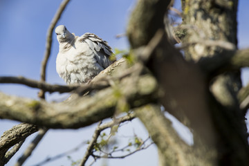 Mourning Doves (Zenaida macroura) on locust tree branch
