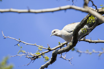 Mourning Doves (Zenaida macroura) on locust tree branch
