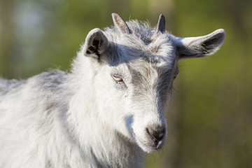 Baby goat portrait with green background