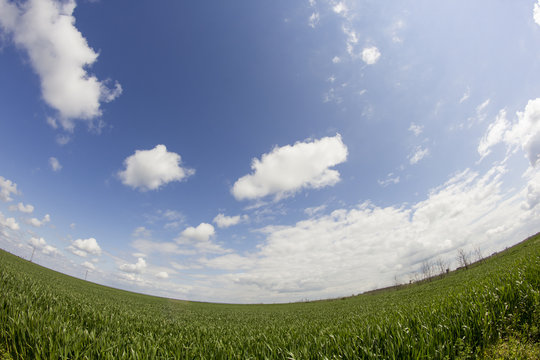 Rural landscape with white and grey clouds and wheat field. Fisheye lens effect
