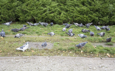 Fototapeta na wymiar Stado gołębi na trawie