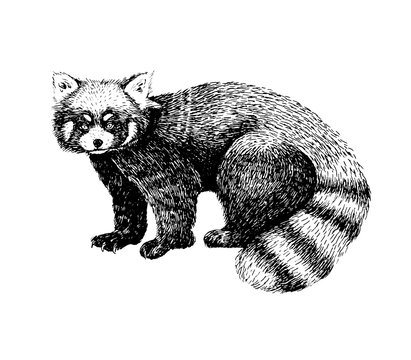 Red panda hand drawn image. Sketch style picture. Made with ink liner. Cute black and white animal.