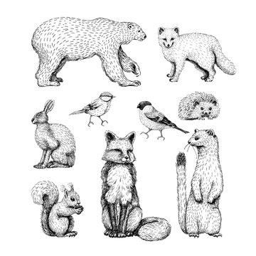 Line Drawings Of Animals Images – Browse 455,871 Stock Photos, Vectors, and  Video | Adobe Stock