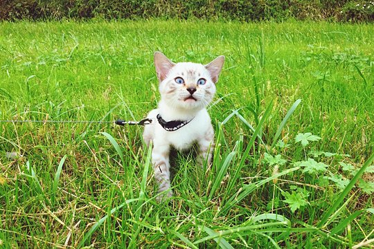 faccina buffa gattino