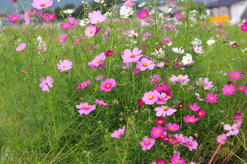 Cosmos field
