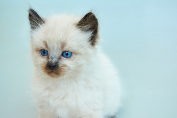 Cute Balinese kitten playing on a gray background